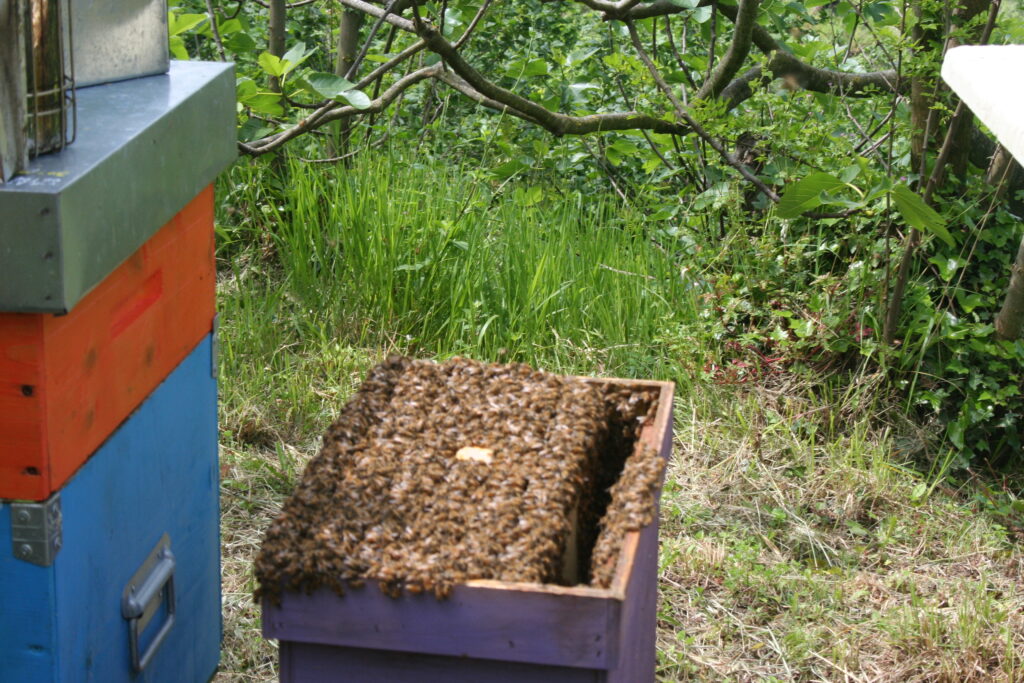 Azienda agricola La Dolce ZA - Sciame